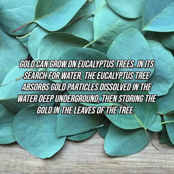 fascinating facts - Gold Can Grow On Eucalyptus Trees. In Its Search For Water, The Eucalyptus Tree Absorbs Gold Particles Dissolved In The Water Deep Underground, Then Storing The Gold In The Leaves Of The Tree