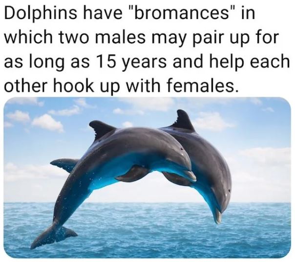 fascinating facts - dolphins voices in the ocean - Dolphins have "bromances" in which two males may pair up for as long as 15 years and help each other hook up with females.