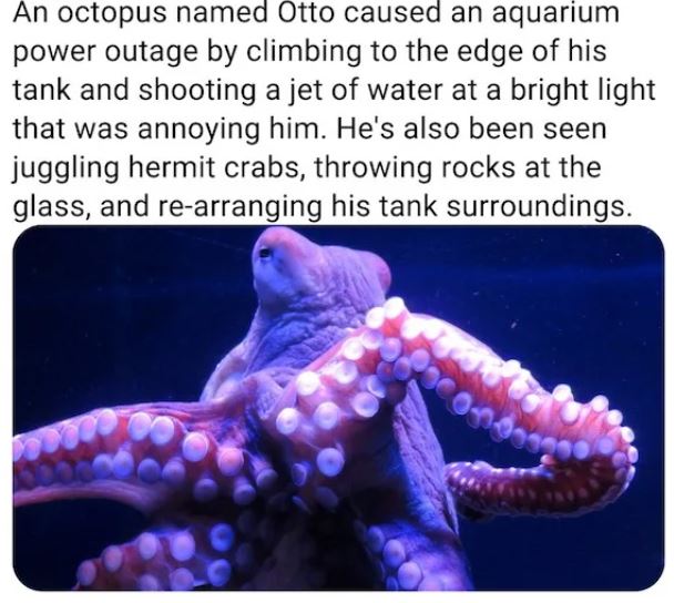 fascinating facts - octopus - An octopus named Otto caused an aquarium power outage by climbing to the edge of his tank and shooting a jet of water at a bright light that was annoying him. He's also been seen juggling hermit crabs, throwing rocks at the g