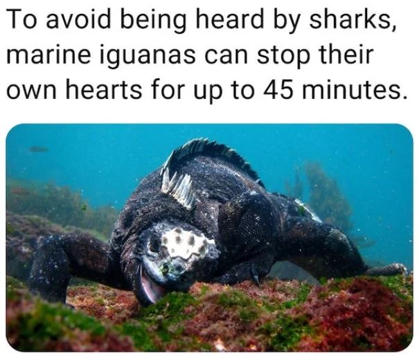 fascinating facts - scuba diving animals - To avoid being heard by sharks, marine iguanas can stop their own hearts for up to 45 minutes.
