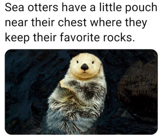 fascinating facts - fauna - Sea otters have a little pouch near their chest where they keep their favorite rocks.