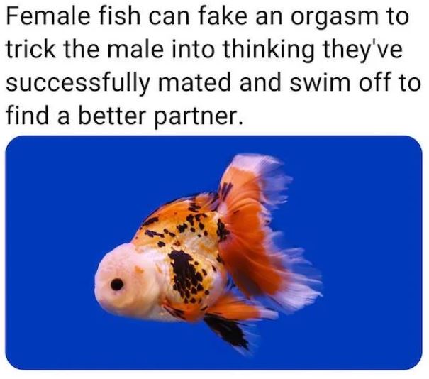 fascinating facts - female fish can fake an orgasm - Female fish can fake an orgasm to trick the male into thinking they've successfully mated and swim off to find a better partner.