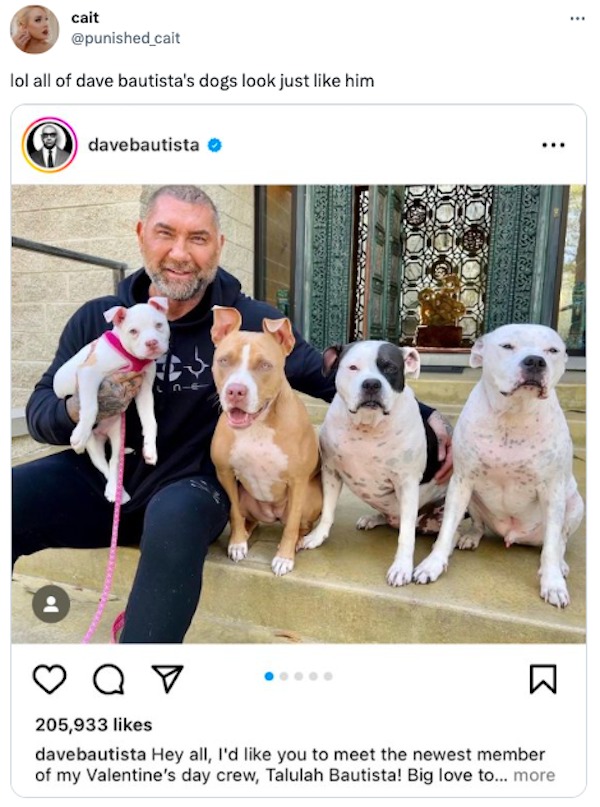 funny - cait lol all of dave bautista's dogs look just him davebautista ... Q 205,933 davebautista Hey all, I'd you to meet the newest member of my Valentine's day crew, Talulah Bautista! Big love to... more