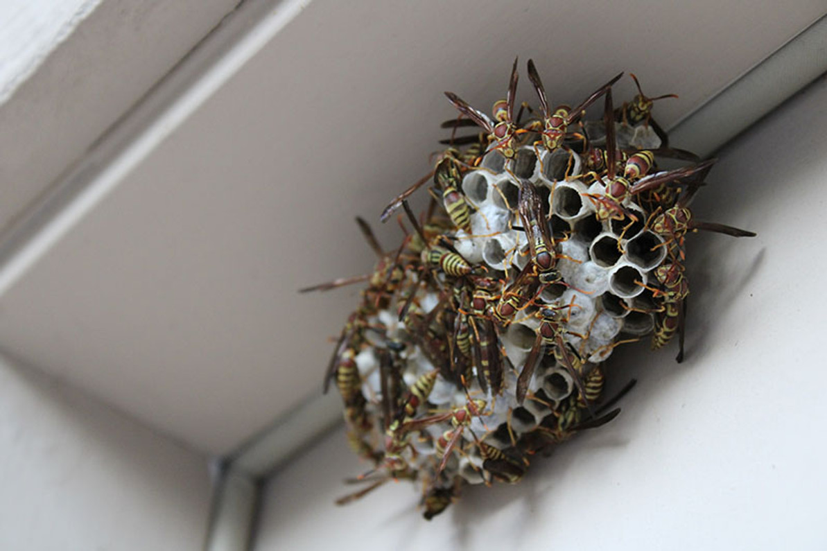 one thing satan gifts you in hell - wasp nest