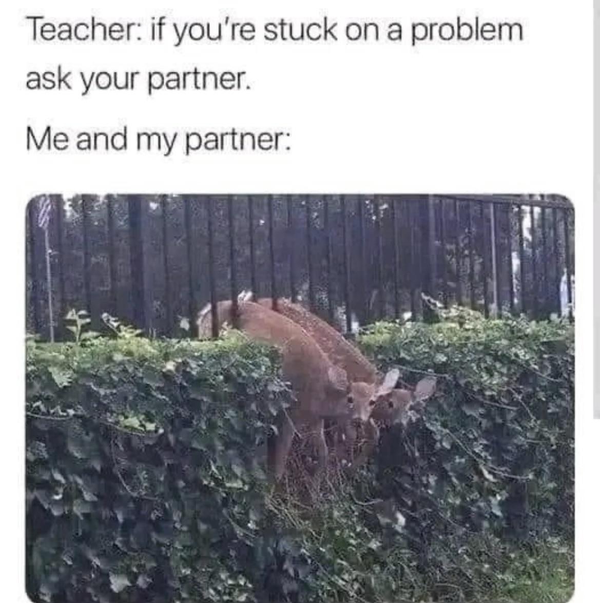 funny memes and pics - if you re stuck on a problem ask your partner - Teacher ask your partner. Me and my partner if you're stuck on a problem