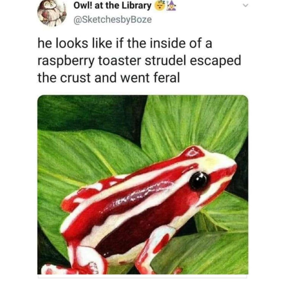 toaster strudel frog - Owl! at the Library he looks if the inside of a raspberry toaster strudel escaped the crust and went feral