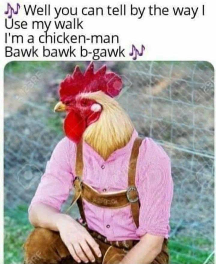 monday morning randomness -  you can tell by the way i use my walk i m a chicken man bawk - Well you can tell by the way I Use my walk I'm a chickenman Bawk bawk bgawk J 123RF