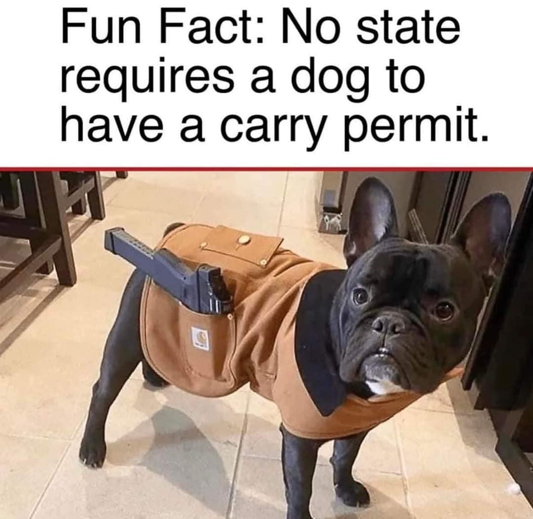 monday morning randomness -  fun fact no state requires a dog - Fun Fact No state requires a dog to have a carry permit.