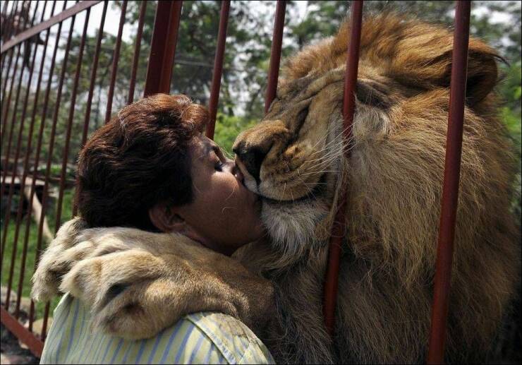 cool random pics - kissing a lion