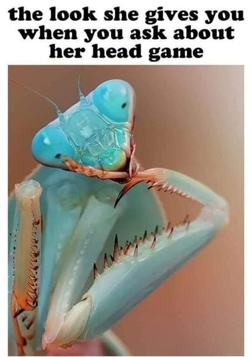 spicy memes - funny mantis - the look she gives you when you ask about her head game 34