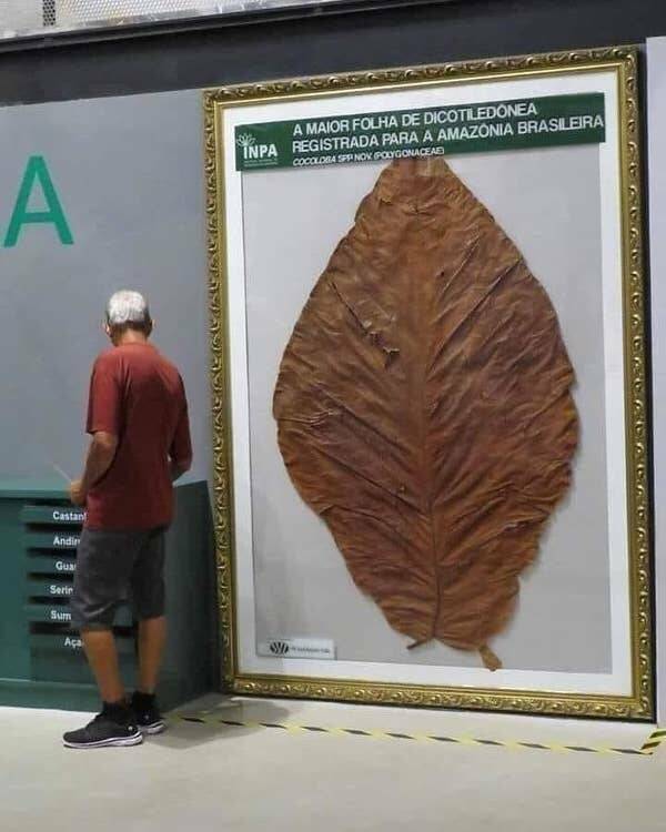 fascinating photos - largest leaf ever found