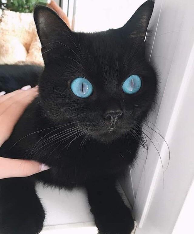 cute black cats