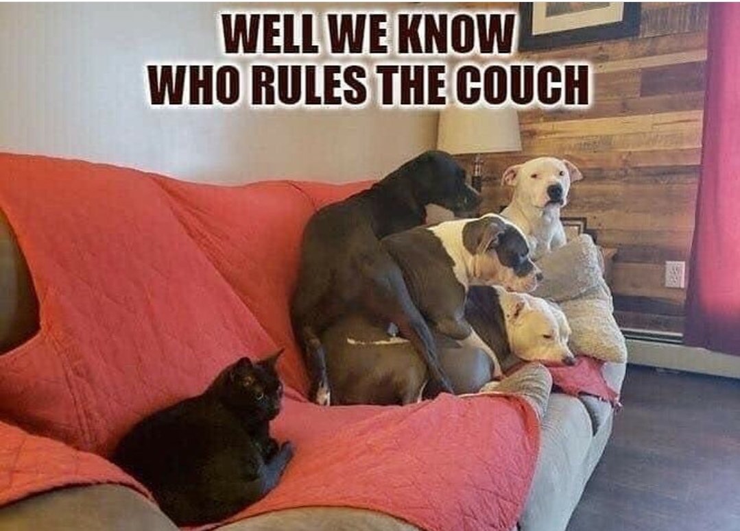 photo caption - Well We Know Who Rules The Couch