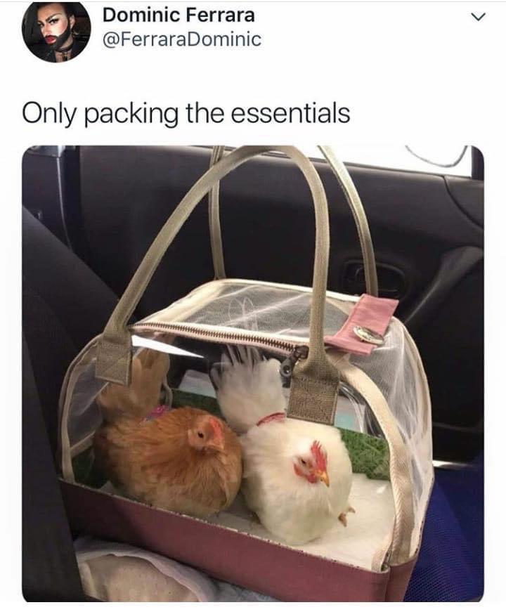 funny memes and pics - only packing the essentials - Dominic Ferrara Only packing the essentials
