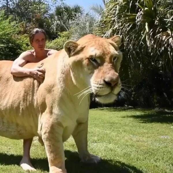 cool random pics - liger biggest cat in the world