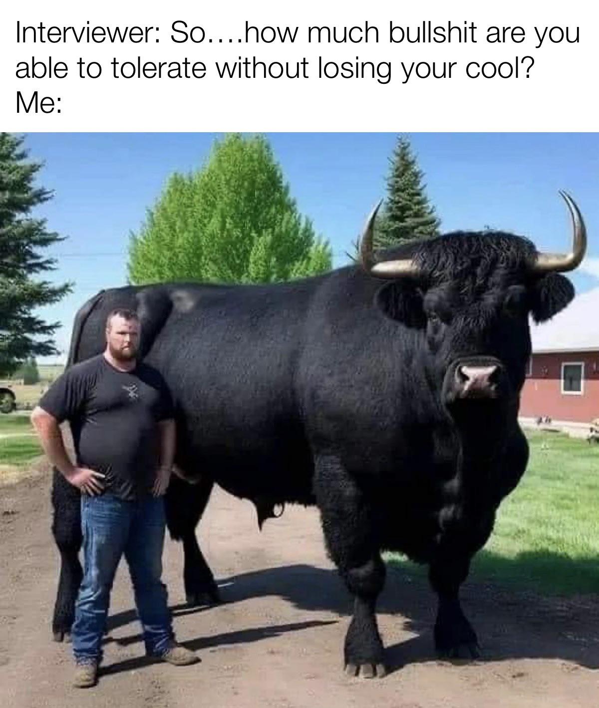 funny memes - bull taste like peppermint - Interviewer So....how much bullshit are you able to tolerate without losing your cool? Me 128