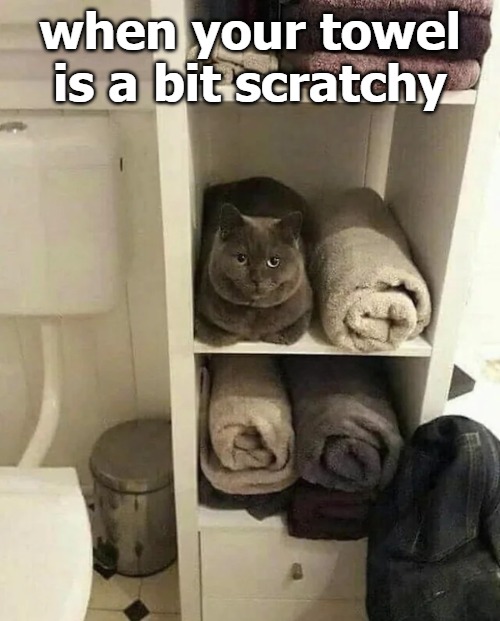 funny memes - cat - when your towel is a bit scratchy