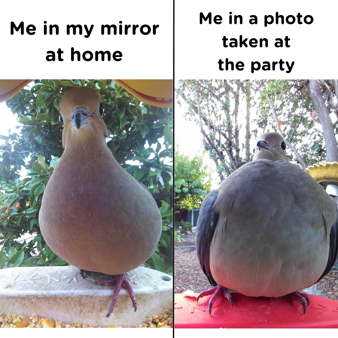 funny memes - fauna - Me in my mirror at home Me in a photo taken at the party