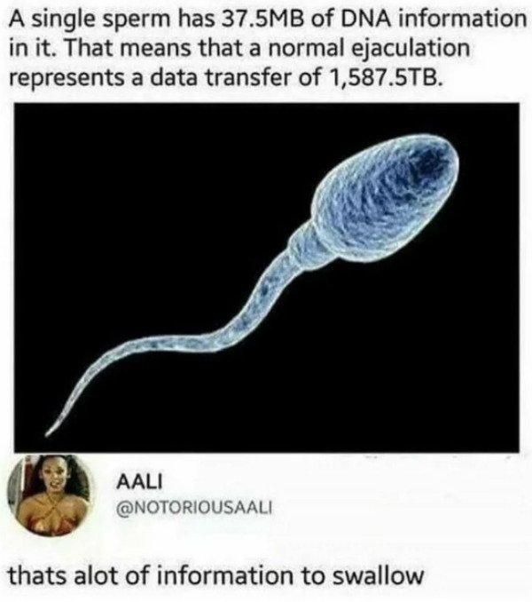 spicy sex memes - sperm - A single sperm has 37.5MB of Dna information in it. That means that a normal ejaculation represents a data transfer of 1,587.5TB. Aali thats alot of information to swallow