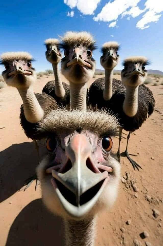cool random pics - ostrich