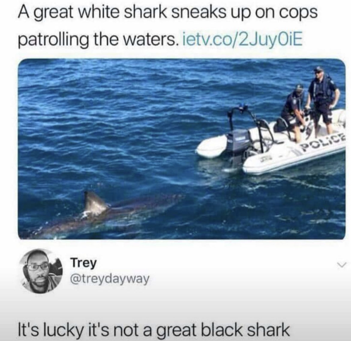 great white shark boat - A great white shark sneaks up on cops patrolling the waters. ietv.co2Juy0iE Trey It's lucky it's not a great black shark Police