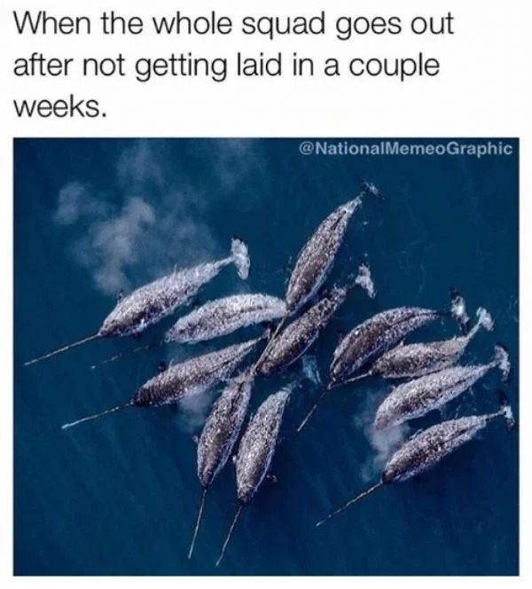 spicy sex meems - group of narwhals - When the whole squad goes out after not getting laid in a couple weeks. MemeoGraphic