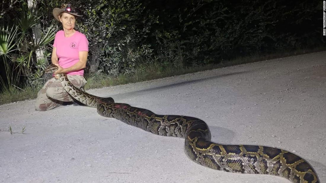 Bible Stories as Florida Man Headlines - do burmese pythons eat