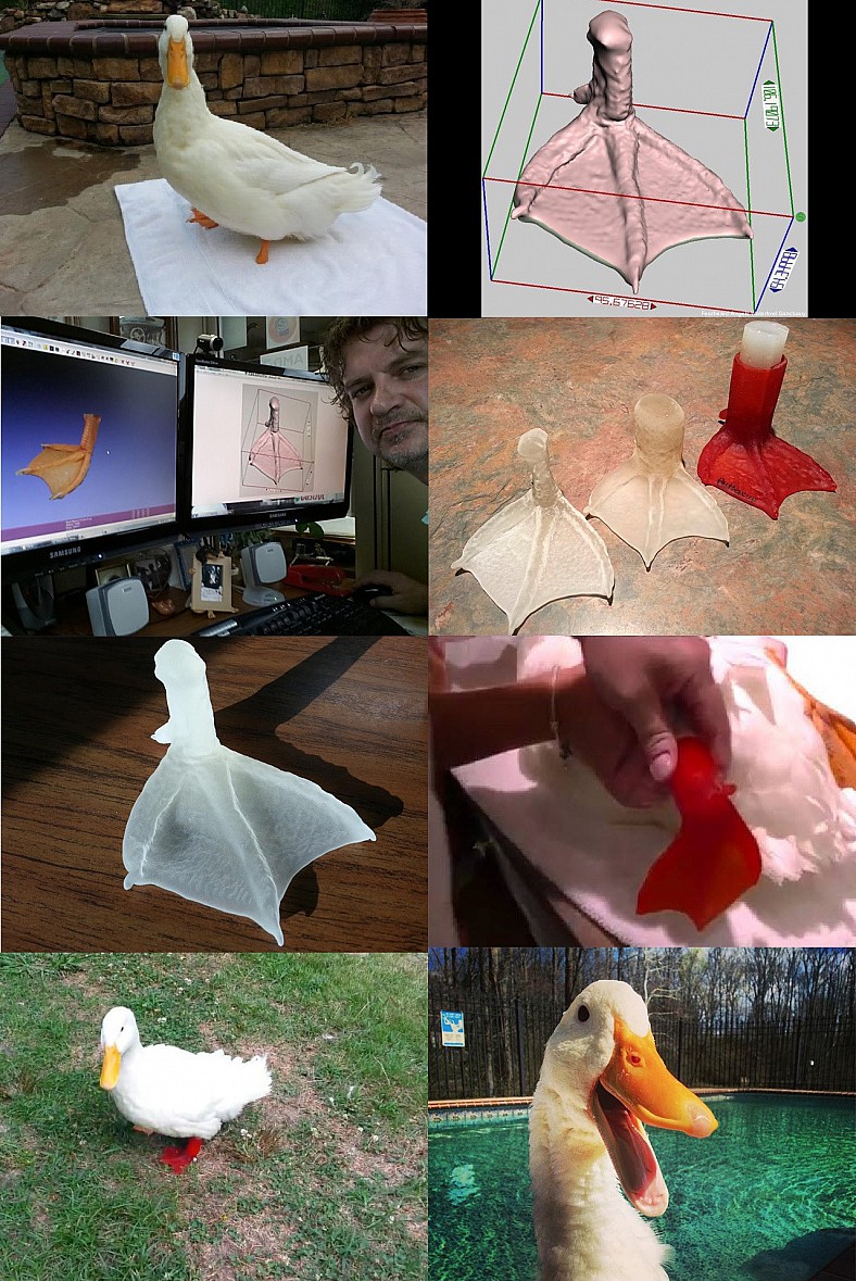 "This duck got a 3D prosthetic foot made for him and couldn't be happier."