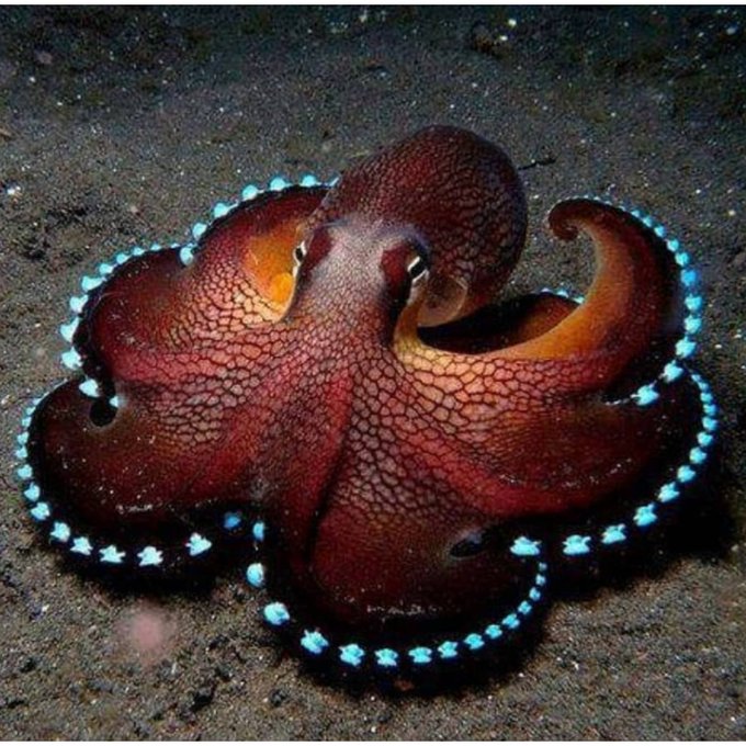 "The coconut octopus, a bioluminescent species."