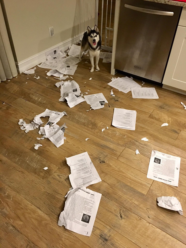 facepalm worhty fails - teachers dog ate homework - E