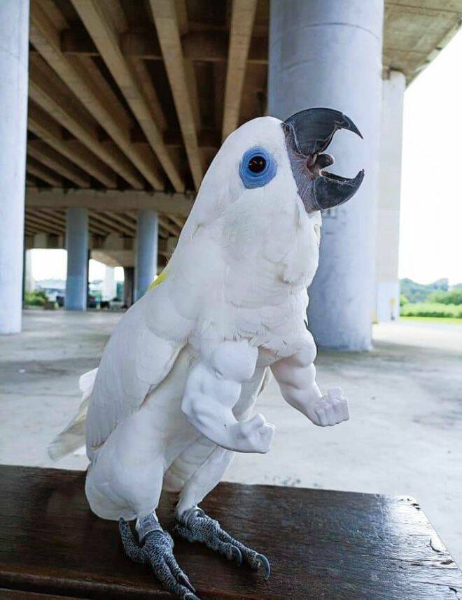 monday morning randomness - birds with 3d printed arms