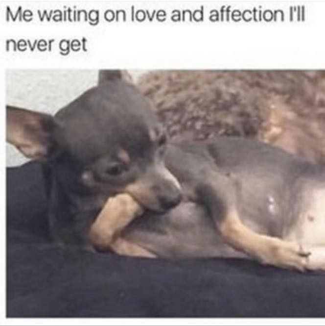 dog - Me waiting on love and affection I'll never get
