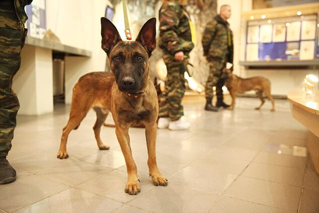 Former Prisoners share Real Stories - russia military dogs