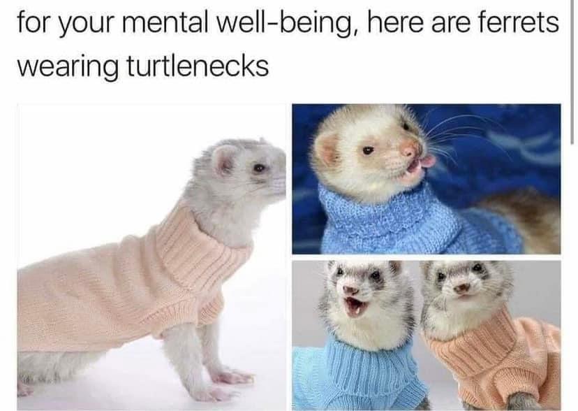 funny tweets and memes - ferrets wearing turtlenecks - for your mental wellbeing, here are ferrets wearing turtlenecks