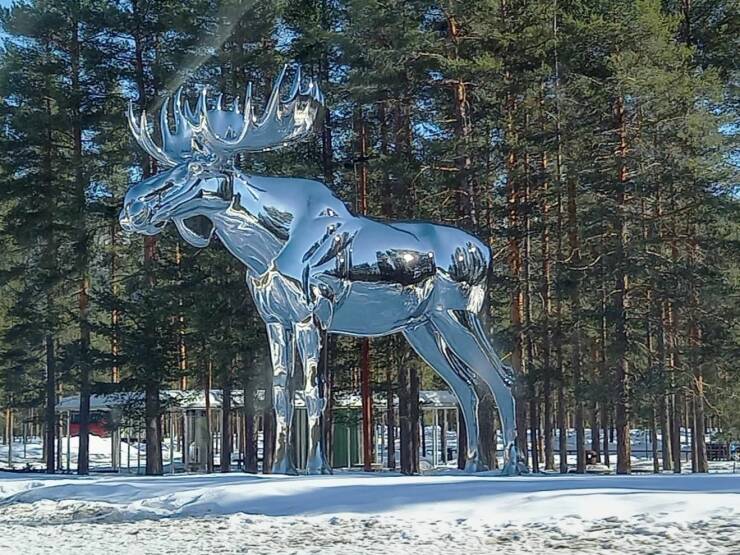 awesome random pics - big silver moose