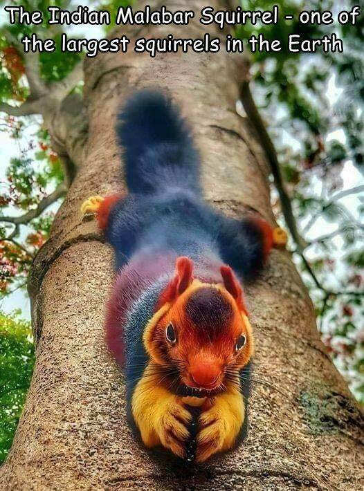 awesome random pics - fauna - The Indian Malabar Squirrel one of the largest squirrels in the Earth