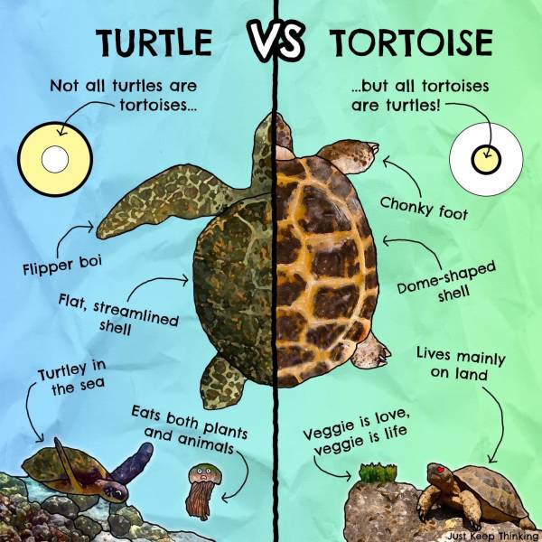 infographs and charts -turtle vs tortoise - Turtle Not all turtles are tortoises... Flipper boi Flat, streamlined shell Turtley in the sea Vs Eats both plants and animals Tortoise ...but all tortoises are turtles! Chonky foot Domeshaped shell Veggie is lo