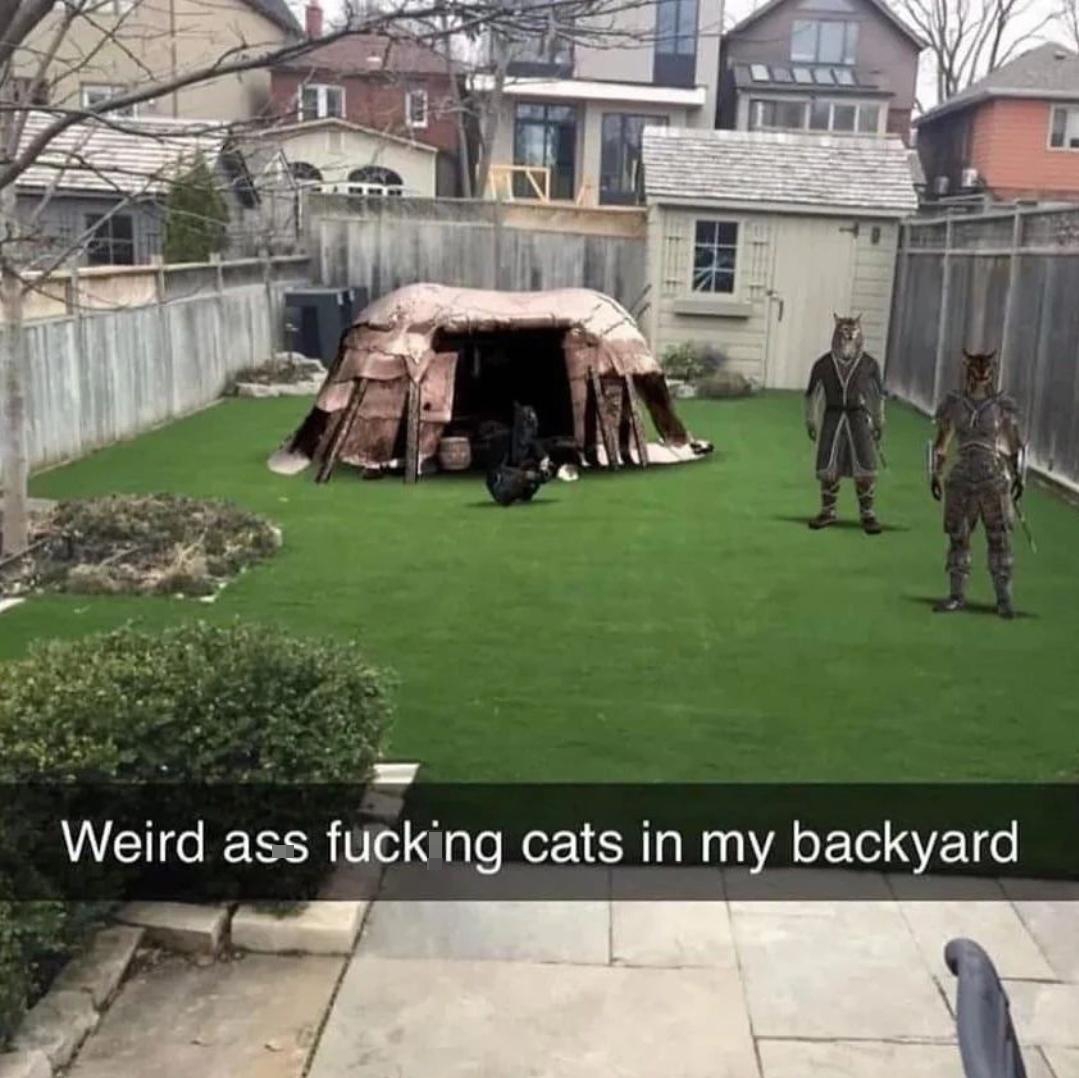 gaming memes for all - weird ass cats in my backyard - Weird ass fucking cats in my backyard