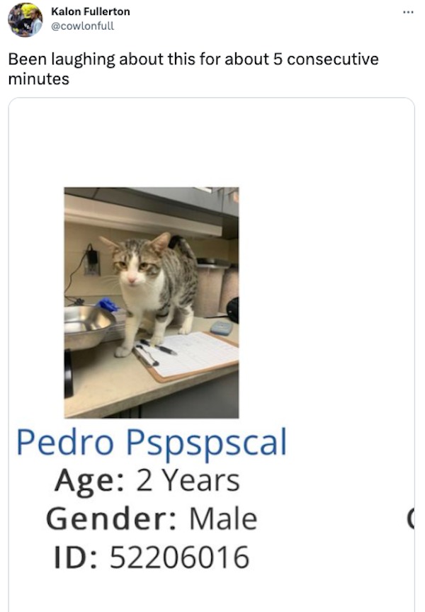 monday morning randomness - cat - Kalon Fullerton Been laughing about this for about 5 consecutive minutes Pedro Pspspscal Age 2 Years Gender Male Id 52206016