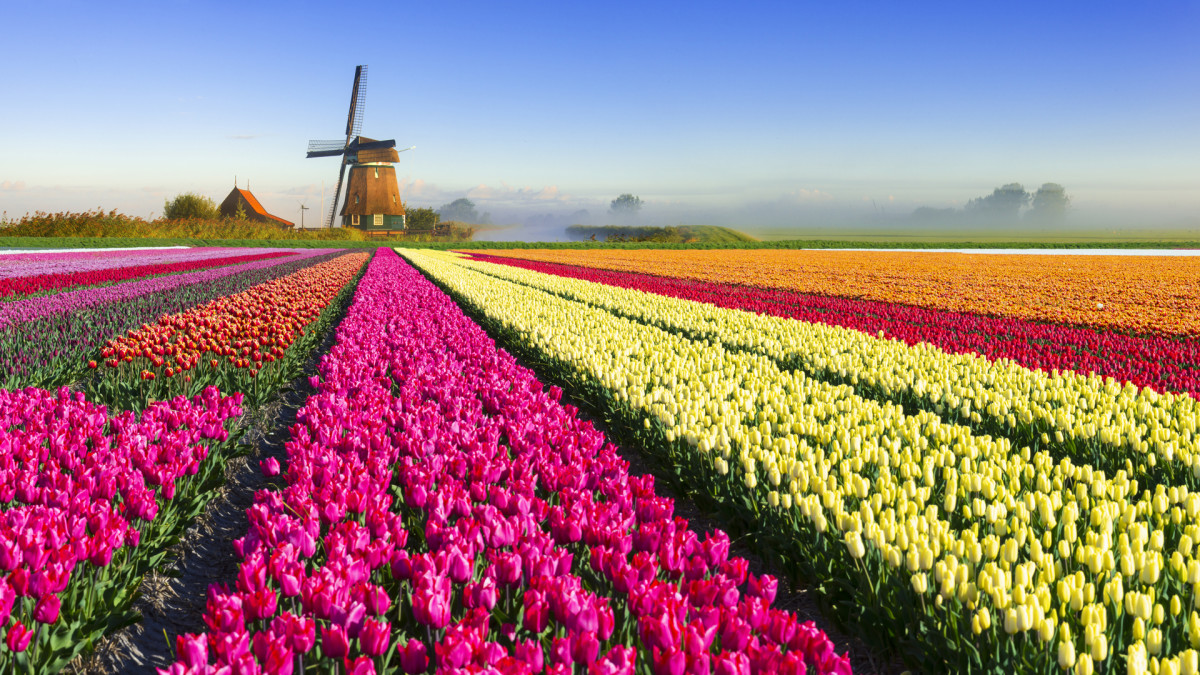 history's greatest scams - dutch tulips