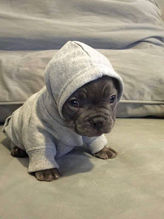 cool pics and memes - baby cute pitbull puppies