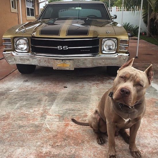 cool pics and memes - muscle cars with dog