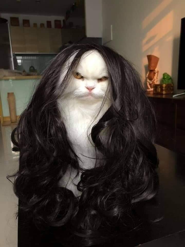cool pics and memes - angry cat with wig