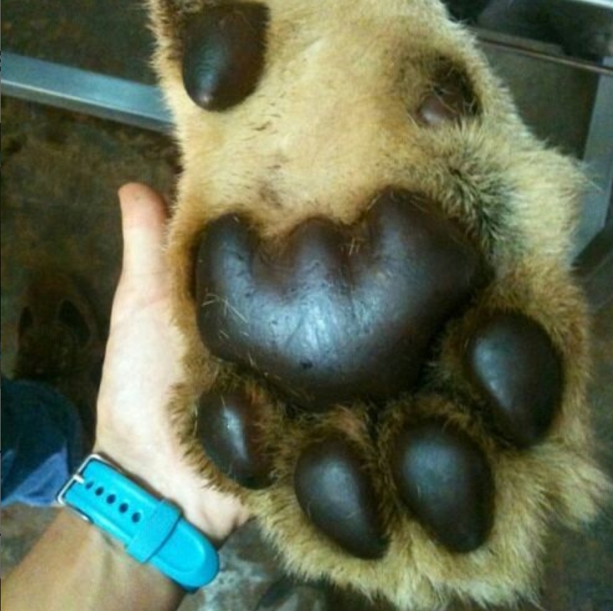 cool pics and memes - giant animals paws
