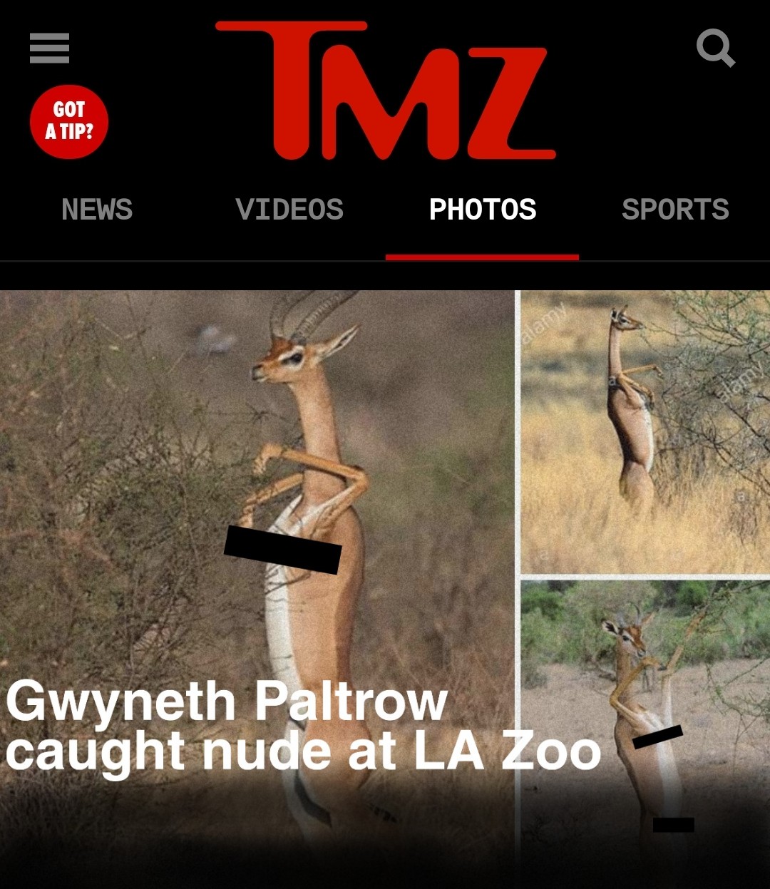 cool pics and memes - fauna - Got A Tip? News Www Tmz Videos Photos alamy Gwyneth Paltrow caught nude at La Zoo Q Sports alamy