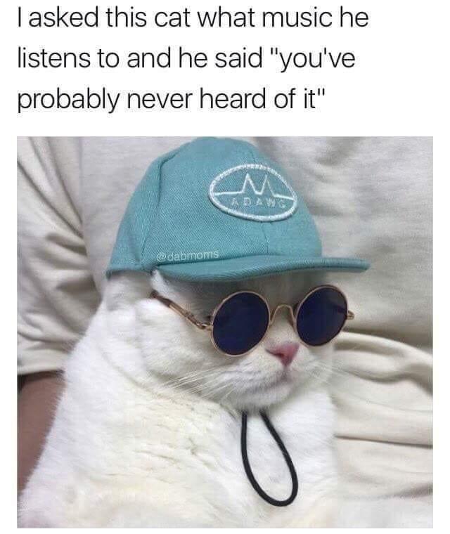 funny memes and cool pics - music cat memes - I asked this cat what music he listens to and he said "you've probably never heard of it" M Adawg