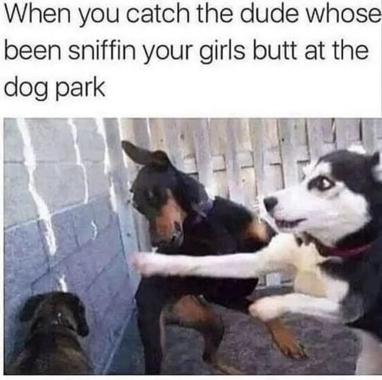 funny memes and cool pics - sup dog memes - When you catch the dude whose been sniffin your girls butt at the dog park