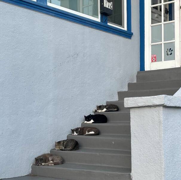 cats sleeping on stairs