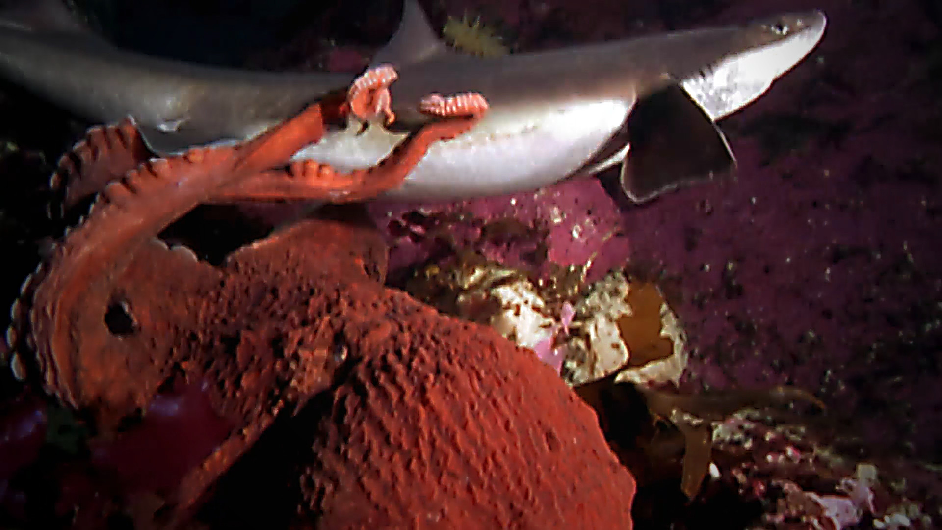 Terrifying tales from the sea - octopus eating shark