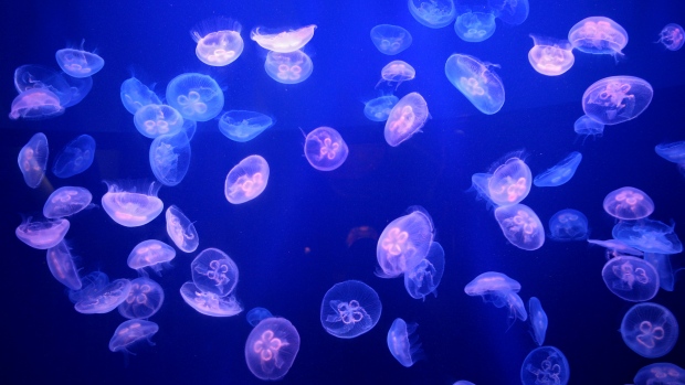 Terrifying tales from the sea - jellyfish sweden - S